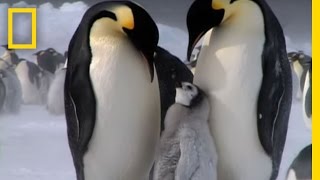 Penguin Parent Patrol  National Geographic [upl. by Bibbie987]