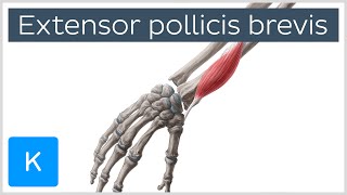 Extensor Pollicis Brevis Muscle  Origins amp Function  Anatomy  Kenhub [upl. by Gisela]