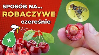 Robaczywe wiśnie i czereśnie — nasionnica trześniówka — 5 metod zapobiegania [upl. by Cerelia689]