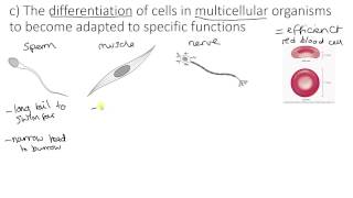 Specialised cells [upl. by Earased]