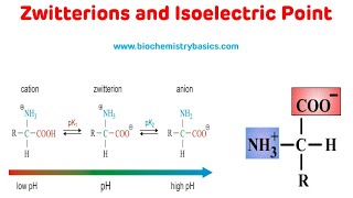 Zwitterions And Isoelectric Point  Isoelectric pH of Amino Acids [upl. by Niarb919]