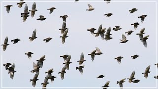 Murmurations of Starlings  Common Starling Flock [upl. by Adley617]