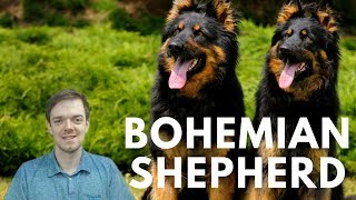 Bohemian Shepherd  Chodsky Pes  Interesting Facts [upl. by Suivart]