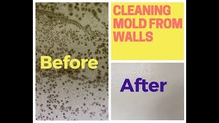 How To Remove Mold From Walls Drywall [upl. by Trygve]