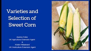 Varieties and Selection of Sweet Corn [upl. by Mcclenaghan864]