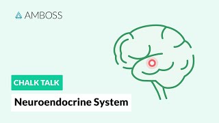 The Neuroendocrine System Regulatory Processes [upl. by Phaih4]