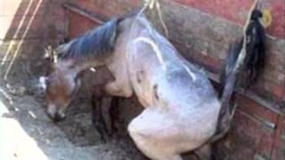 Amaryllis Farm  Horse Slaughter Lies Exposed PART 12 [upl. by Mcevoy651]