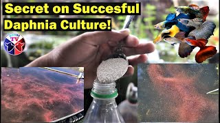 How to Culture Daphnia Successfully [upl. by Timmy]