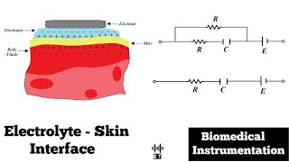 Electrode Skin Interface  Electrolyte Skin Interface  Biomedical Instrumentation and Measurement [upl. by Mayor]