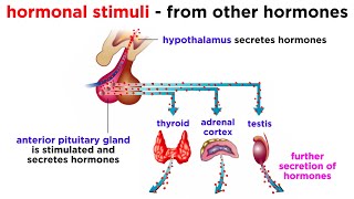 The Endocrine System [upl. by Ainoda296]