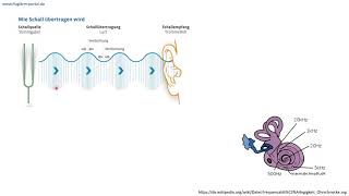 Physiologie  Wie funktioniert das Hören [upl. by Petra]