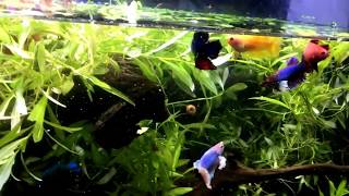 HOW to keep MANY Betta TOGETHER even Males [upl. by Cookie]