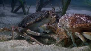 Arthropods  Blue Crab Molting [upl. by Ainevul715]