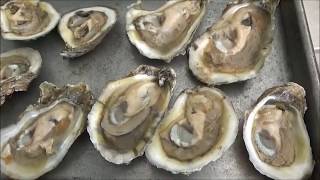 Clean and Cook Oysters Perfectly [upl. by Aland736]