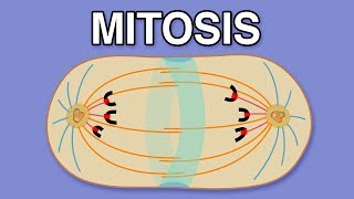 MITOSIS CYTOKINESIS AND THE CELL CYCLE [upl. by Yendys]