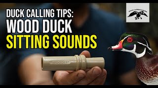 Wood Duck Calling Tips Sitting Sounds [upl. by Modeste]