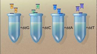 Sanger Sequencing of DNA HD Animation [upl. by Brandenburg458]