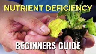 A Beginners Guide Nutrient Deficiency [upl. by Htebaile]