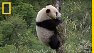 Elusive Giant Panda  National Geographic [upl. by Arreip]