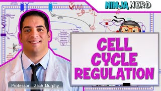 Cell Biology  Cell Cycle Regulation [upl. by Lindholm]