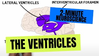 2Minute Neuroscience The Ventricles [upl. by Lleinad]