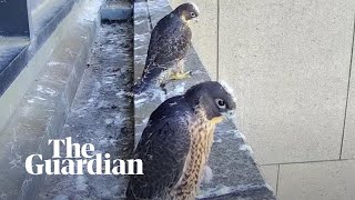 Peregrine vs Pigeon Deadliest Showdowns Ep 1  BBC Earth Explore [upl. by Joao]