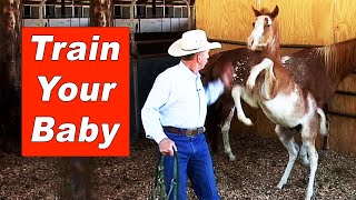 Training The Foal amp Weanling  Halter Breaking A Young Horse [upl. by Pallaton702]