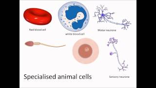 Specialised animal cells [upl. by Carlina]