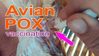 Administering FOWL POX Vaccine in Chickens Avian Pox Vaccine poultry farming chicken farming [upl. by Saint]