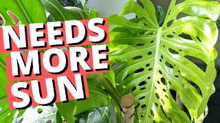 4 signs your Monstera needs MORE sun [upl. by Haiel935]