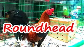 Poultry Expo  Roundhead Fowl  Roundhead Bloodline  COMPILATION [upl. by Spillar]