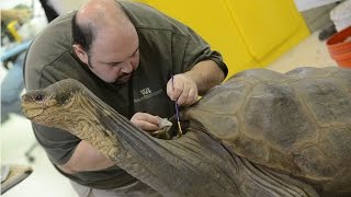 Preserving Lonesome George [upl. by Efal801]