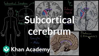 Subcortical cerebrum  Organ Systems  MCAT  Khan Academy [upl. by Tremml]