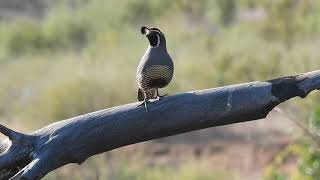 California Quail calling [upl. by Meehahs871]