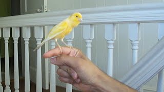 Canary singing on my hand [upl. by Onilatac]