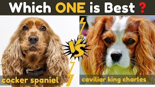 Cocker Spaniel vs Cavalier king charles spaniel  Comparison Between Two Dogs Breed [upl. by Ades]