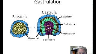 Animal Development  Gastrulation [upl. by Urbanus293]