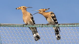 HOOPOE CALL Eurasian Hoopoe in Spain birding on the Ebro Delta [upl. by Akemrehs]