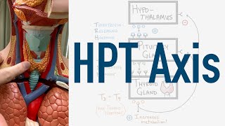 HPT Axis Feedback Loop  Hypothalamus Pituitary Thyroid [upl. by Eniliuqcaj]