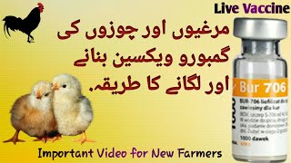 How to give administer Gumboro Vaccine to Chicks  Chicken Live Vaccine  Desi Poultry [upl. by Valma]