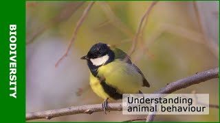 Understanding animal behaviour [upl. by Casar]