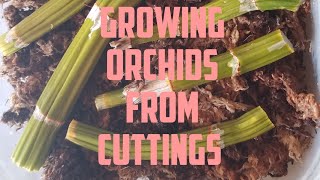 How to Propagate Orchids July 2020 [upl. by Arrek]