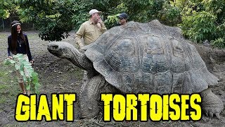 GIANT GALAPAGOS TORTOISES [upl. by Marlene]