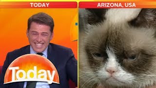 Look at that cat Reporter cant stop laughing at Grumpy Cat  Today Show Australia [upl. by Ahsote]