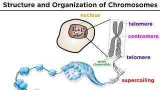 Chromosome Structure and Organization [upl. by Airtemak213]