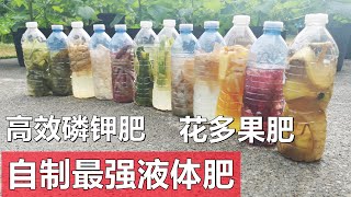 自制最强有机液体磷钾肥 花多果肥 省下买肥钱 Homemade liquid fertilizers [upl. by Aivyls]