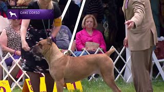 Cane Corsos  Breed Judging 2021 [upl. by Schatz658]