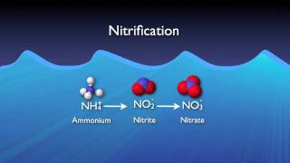 Nitrogen Removal Basics [upl. by Anthea]