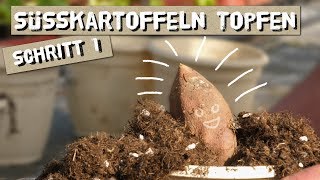 Süßkartoffeln Topfen  Schritt 1 zur Süßkartoffelernte [upl. by Alrak]