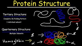 Protein Structure  Primary Secondary Tertiary amp Quarternary  Biology [upl. by Atnicaj]